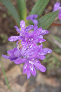 Kamies Spikeleaf Bobbejaantjie (Babiana dregei)