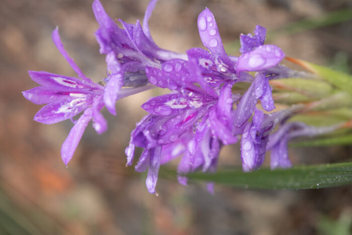 Kamies Spikeleaf Bobbejaantjie (Babiana dregei)