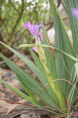 Kamies Spikeleaf Bobbejaantjie (Babiana dregei)