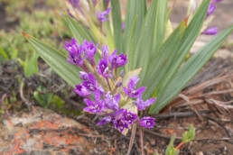 Kamies Spikeleaf Bobbejaantjie (Babiana dregei)