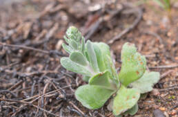 Furry Stonecrop (Crassula tomentosa)