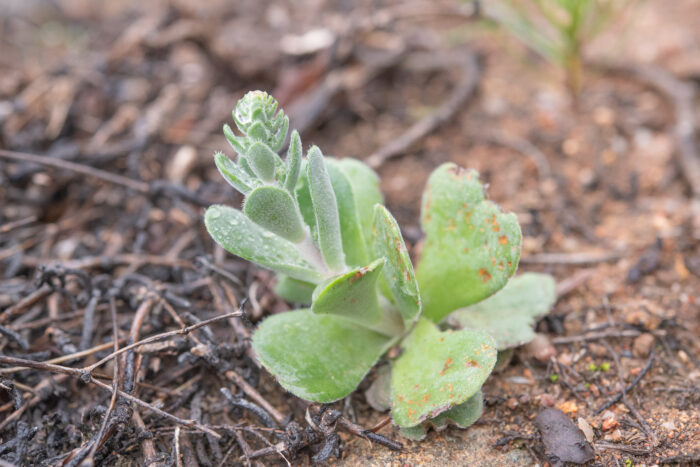 Furry Stonecrop (Crassula tomentosa)