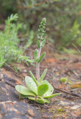 Furry Stonecrop (Crassula tomentosa)