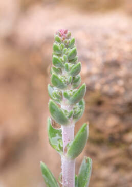 Furry Stonecrop (Crassula tomentosa)