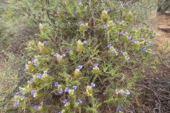 Thorny Spikeviolet (Acanthopsis horrida)