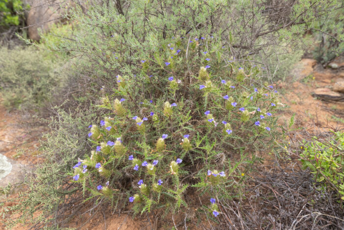 Thorny Spikeviolet (Acanthopsis horrida)