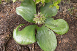 Pineapple Lily (Eucomis regia)