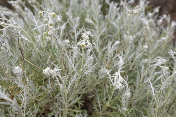 Cape plant (Senecio)