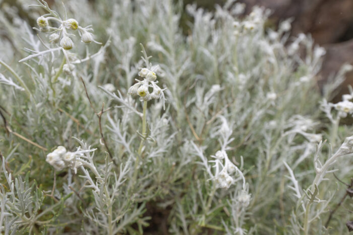 Cape plant (Senecio)