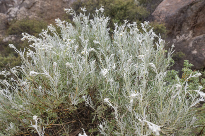 Cape plant (Senecio)