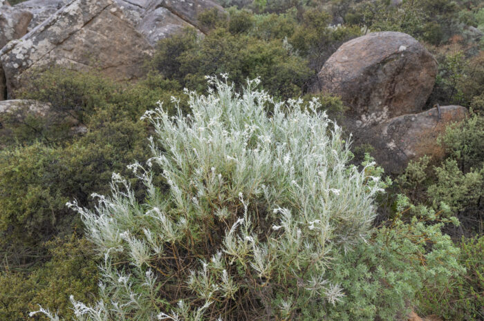 Cape plant (Senecio)