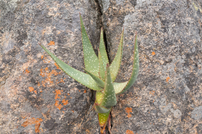 Khamiesberg Aloe (Aloe khamiesensis)