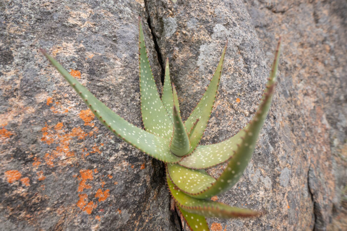 Khamiesberg Aloe (Aloe khamiesensis)