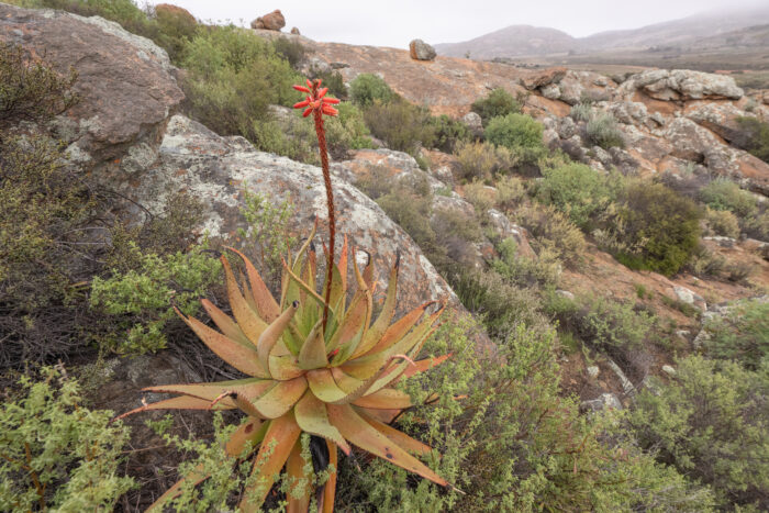 Khamiesberg Aloe (Aloe khamiesensis)