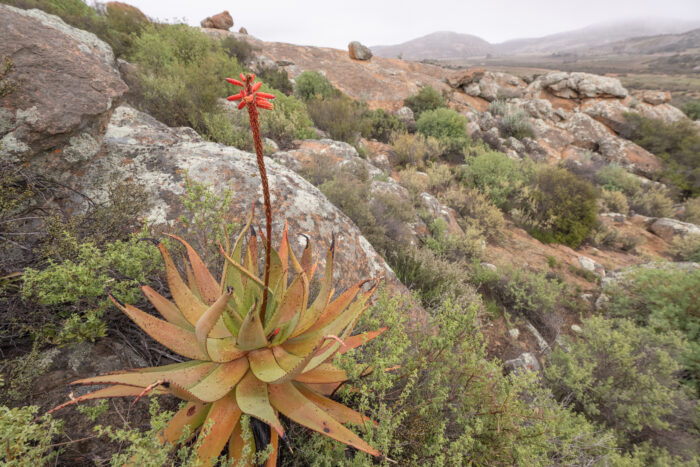 Khamiesberg Aloe (Aloe khamiesensis)