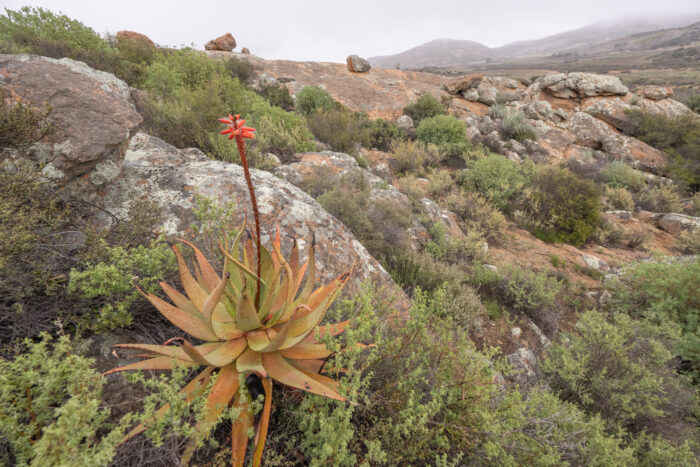 Khamiesberg Aloe (Aloe khamiesensis)