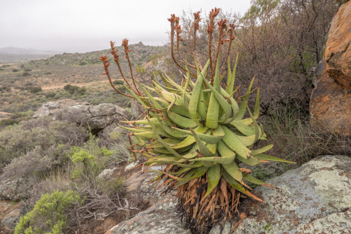 Khamiesberg Aloe (Aloe khamiesensis)