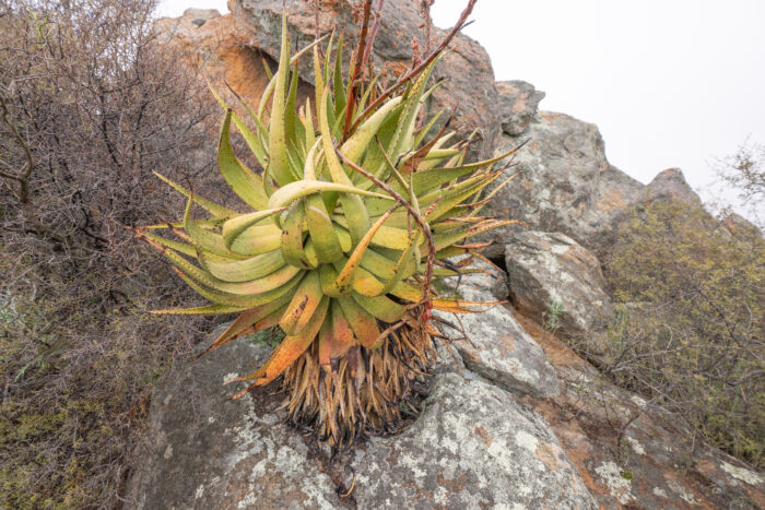 Khamiesberg Aloe (Aloe khamiesensis)