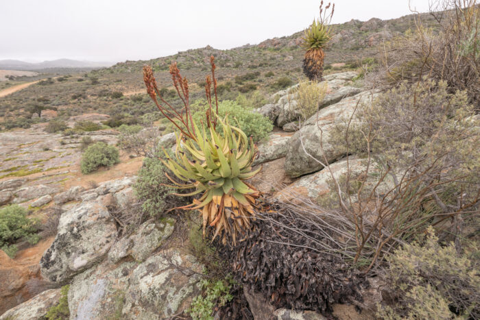 Khamiesberg Aloe (Aloe khamiesensis)