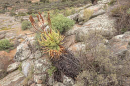 Khamiesberg Aloe (Aloe khamiesensis)