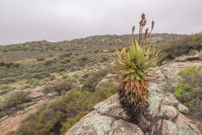 Khamiesberg Aloe (Aloe khamiesensis)