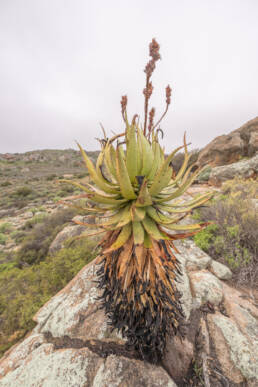 Khamiesberg Aloe (Aloe khamiesensis)