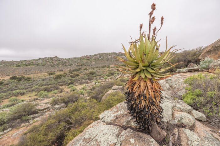 Khamiesberg Aloe (Aloe khamiesensis)