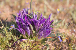 Violet-scent Bobbejaantjie (Babiana attenuata)