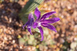 Violet-scent Bobbejaantjie (Babiana attenuata)