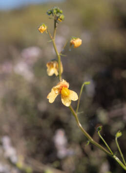 Cape plant (Nemesia)