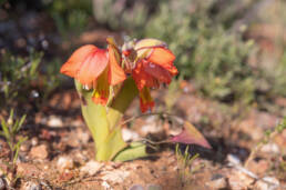 Orange Kalkoentjie (Gladiolus equitans)