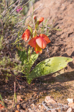 Orange Kalkoentjie (Gladiolus equitans)