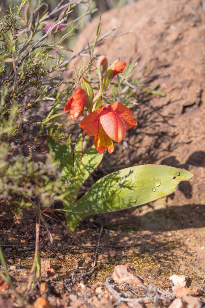 Orange Kalkoentjie (Gladiolus equitans)