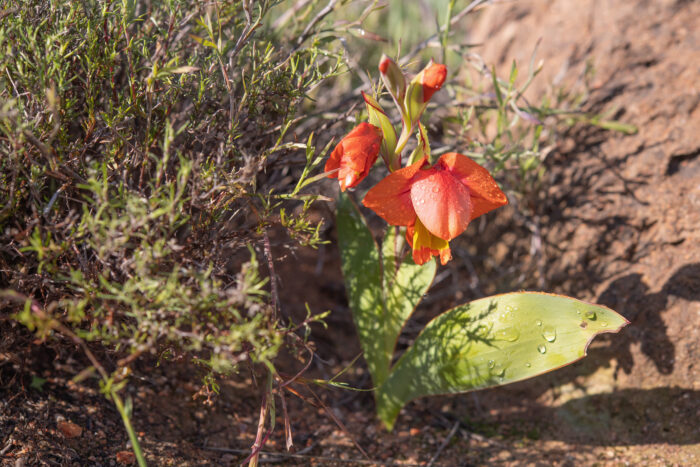 Orange Kalkoentjie (Gladiolus equitans)