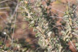 Yellow Bushmancandle (Monsonia spinosa)