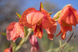 Orange Kalkoentjie (Gladiolus equitans)