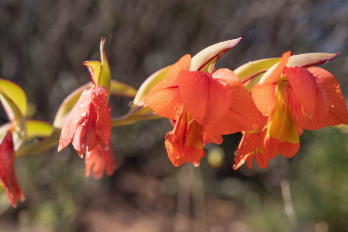 Orange Kalkoentjie (Gladiolus equitans)