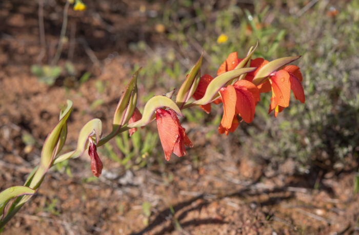 Orange Kalkoentjie (Gladiolus equitans)