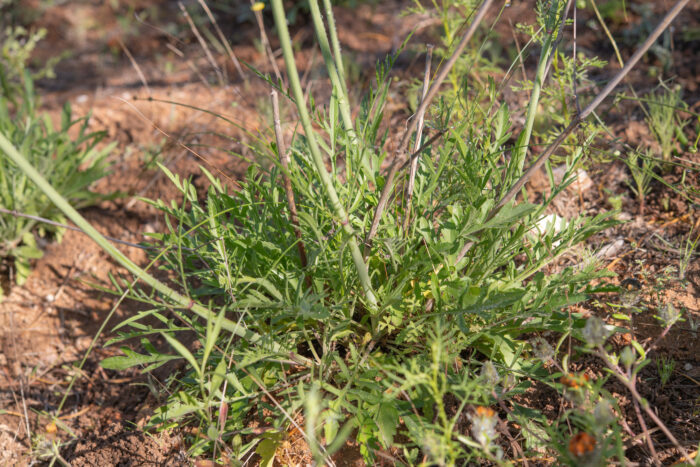 Small Scabious (Scabiosa columbaria)