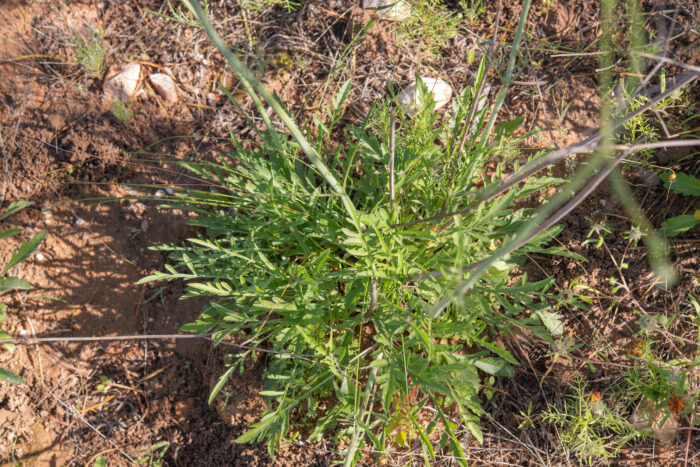 Small Scabious (Scabiosa columbaria)