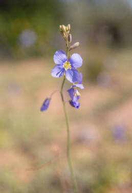 Heliophila leptophylla