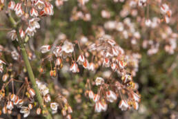 Tall Spookasem (Pharnaceum elongatum)