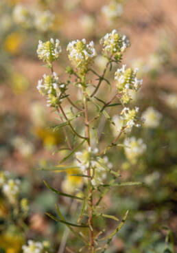 Cape plant (Hebenstretia)