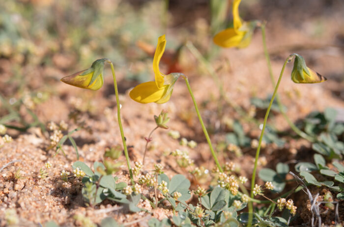 Cape plant (Fabaceae)