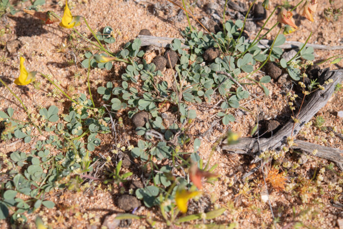 Cape plant (Fabaceae)