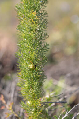 Asparagus juniperoides