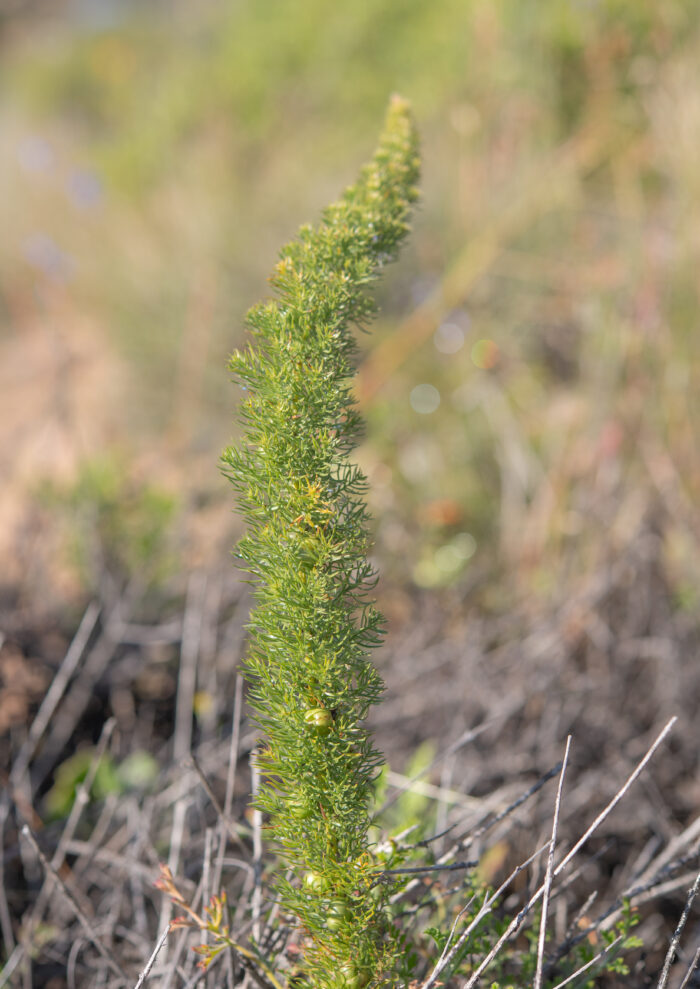 Asparagus juniperoides