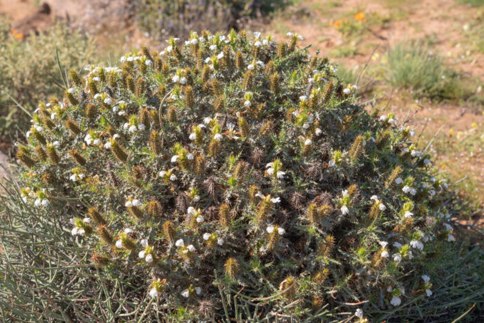 Thorny Spikeviolet (Acanthopsis horrida)