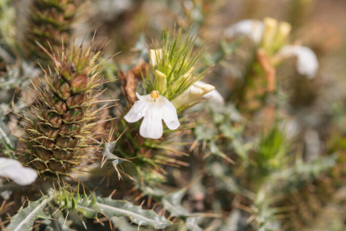 Thorny Spikeviolet (Acanthopsis horrida)