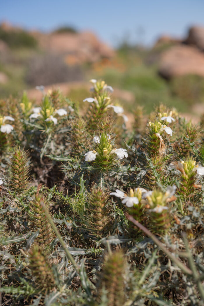 Thorny Spikeviolet (Acanthopsis horrida)